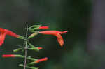 Scarlet calamint